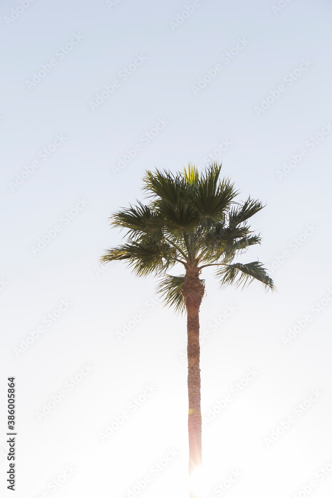 Obraz premium palm tree, upper part of the trunk and leaves against the blue sky, in the lower part we can see a reflection of the sun