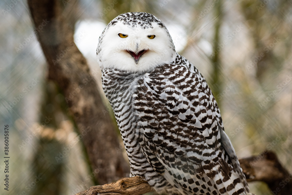 Fototapeta premium great horned owl