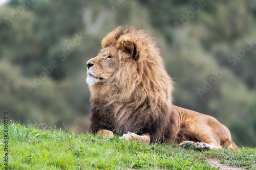 Fototapeta Naklejka Na Ścianę i Meble -  Majestic Male Lion Resting on Grass in the Sun