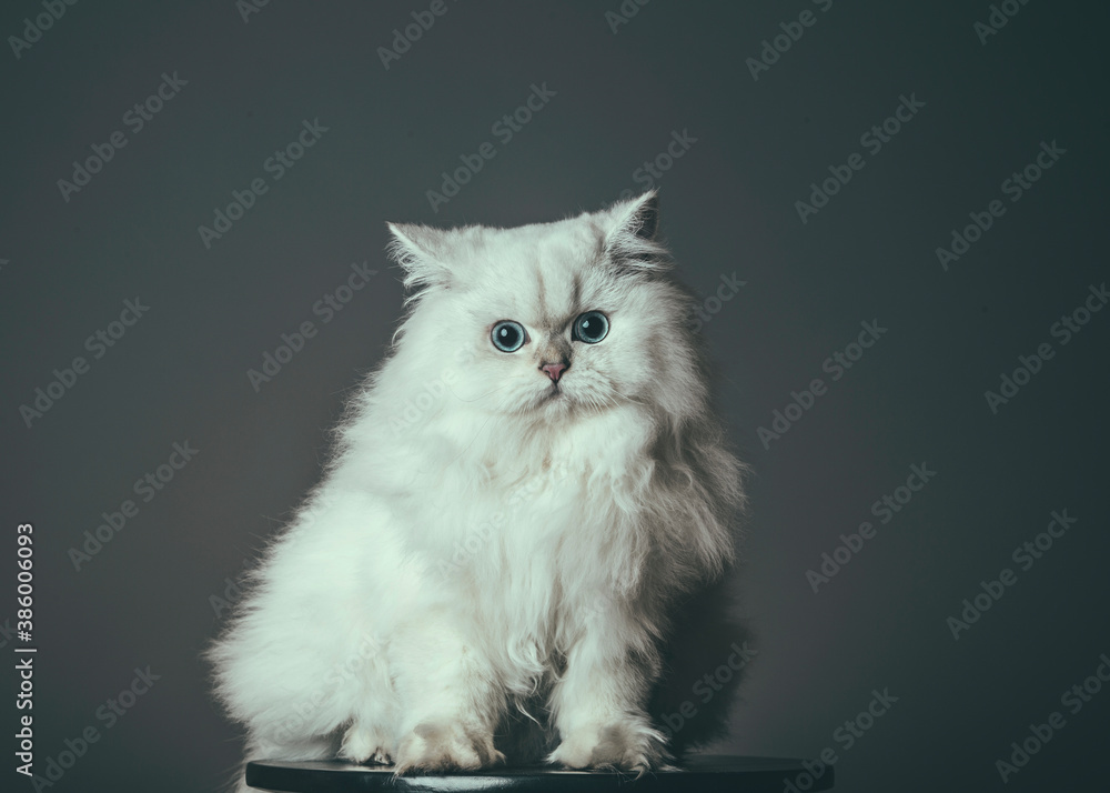 Biały kot długowłosy brytyjski brytyjczyk portret  - obrazy, fototapety, plakaty 