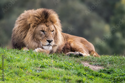 Fototapeta Naklejka Na Ścianę i Meble -  Majestic Male Lion Resting on Grass in the Sun