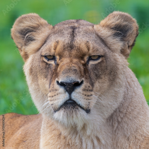 Beautiful Female Lion Close Up Portrait