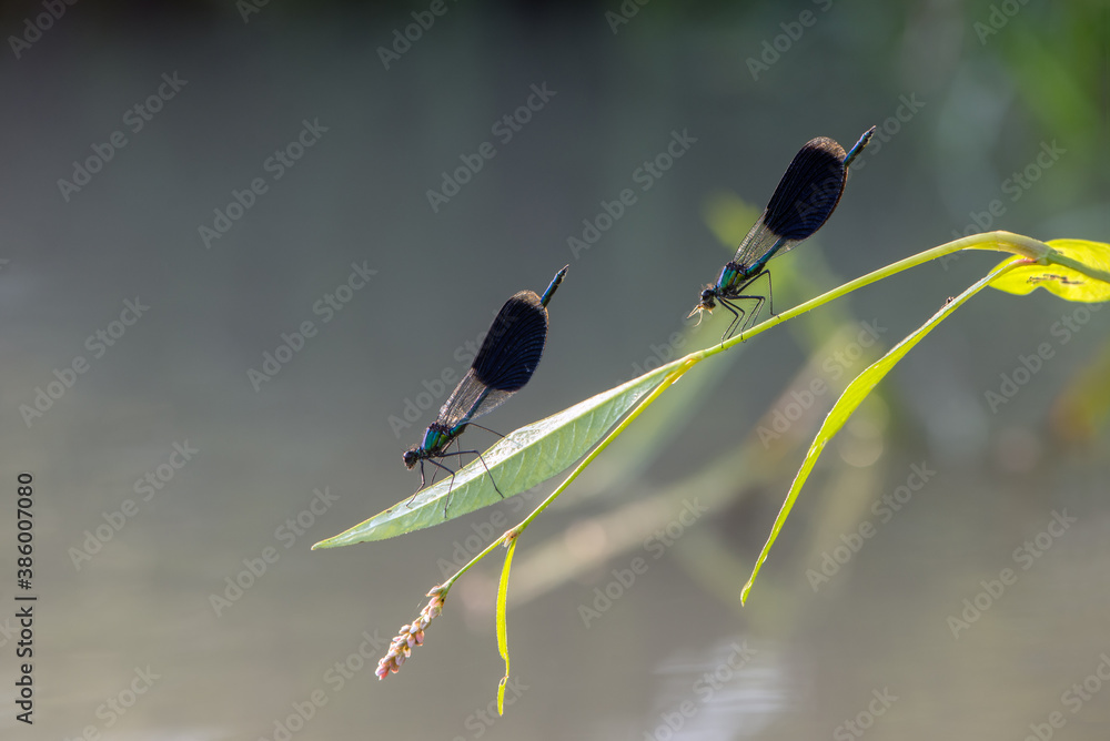 Fototapeta premium damselfly Calopteryx splendens sits on a blade of grass in the river, flaps its wings and waits for prey.