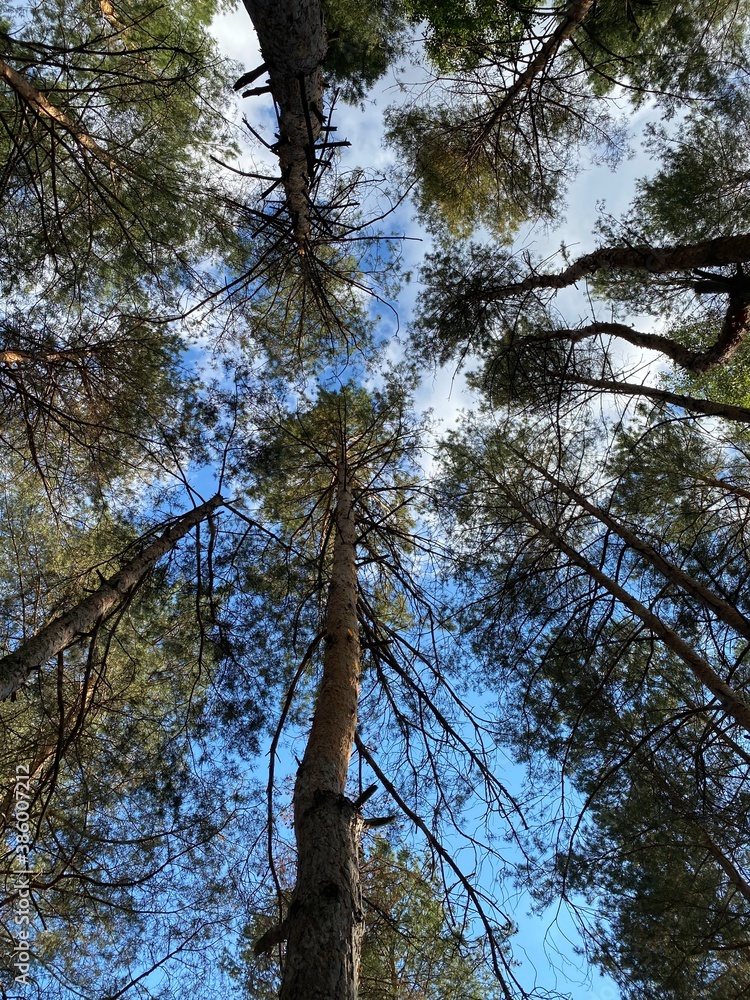 Fototapeta premium trees in the forest