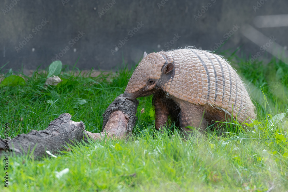 Obraz premium Six-banded Armadillo Walking on Grass