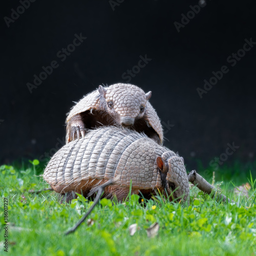 Two Six-banded Armadillo Playing Together on Grass