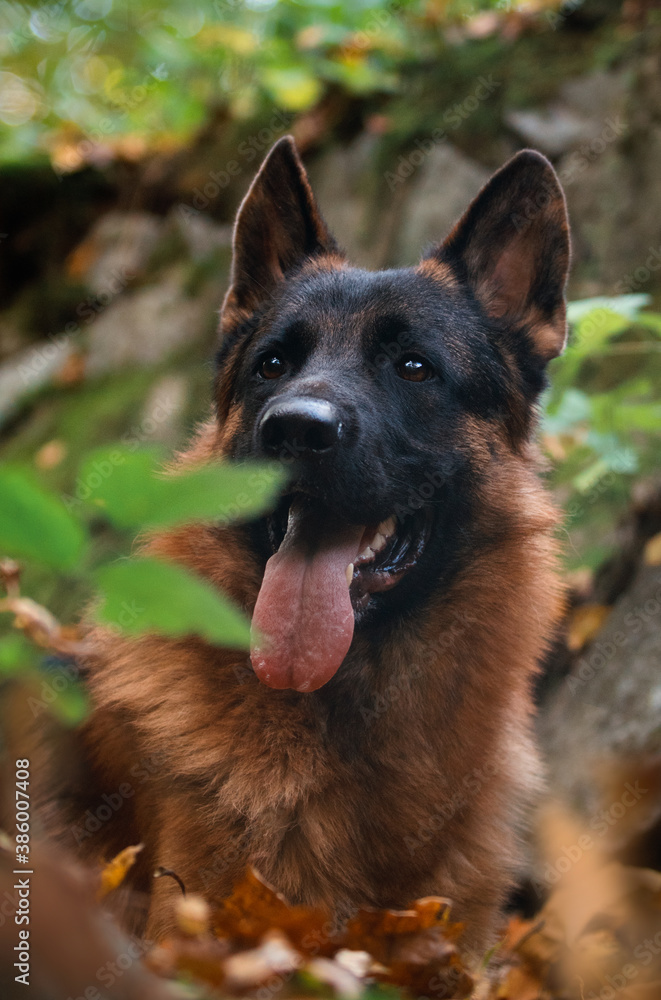 adult german shepherd dog in autumn forest adult german shepherd dog in autumn forest