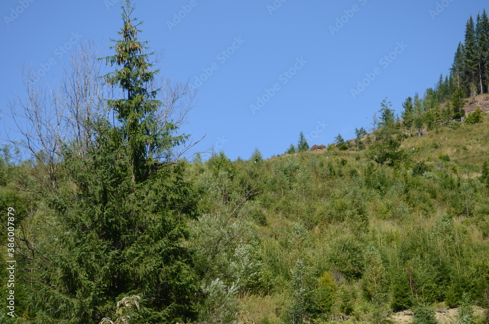 Spruce Tree Forest, Sunbeams through Fog illuminating Moss and Fern Covered Forest Floor, Creating a Mystic Atmosphere Spruce Tree Forest, Sunbeams through Fog illuminating Moss and Fern Covered Forest Floor, Creating a Mystic Atmosphere