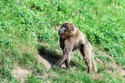 Gelada Monkey Walking on a Grass Banking © Ian