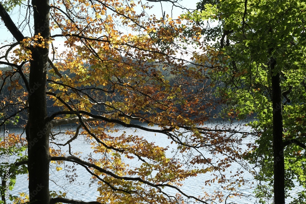 Fototapeta premium Branches of trees with colorful autumn leaves. There is lake in the background.