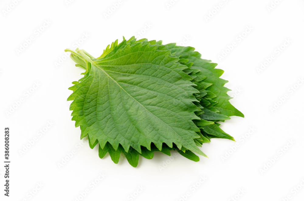 大葉