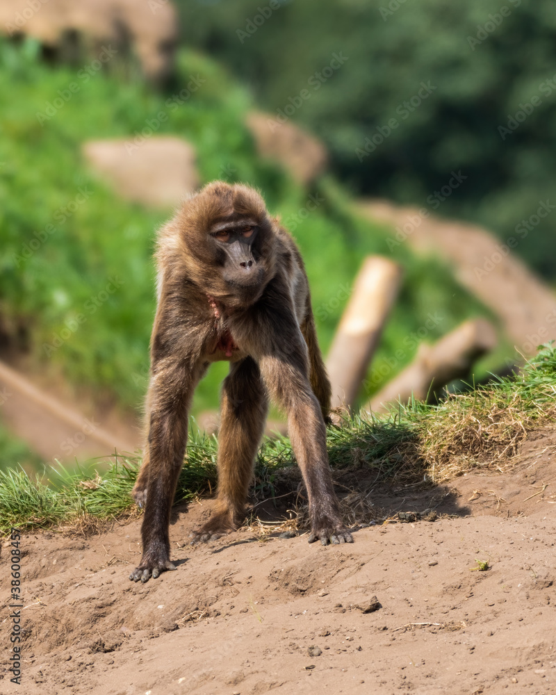 Gelada Monkey Walking on a Dusty Slope Gelada Monkey Walking on a Dusty Slope