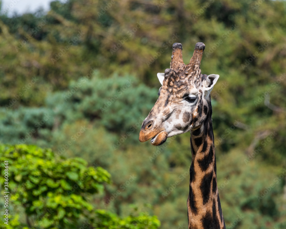 Obraz premium Close Up of a Rothchild Giraffe Head and Neck