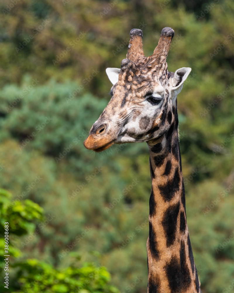 Obraz premium Close Up of a Rothchild Giraffe Head and Neck