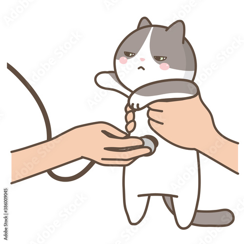 動物病院　猫の診察