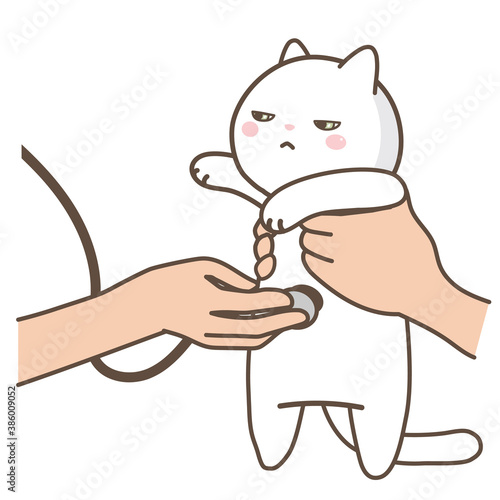 動物病院　猫の診察