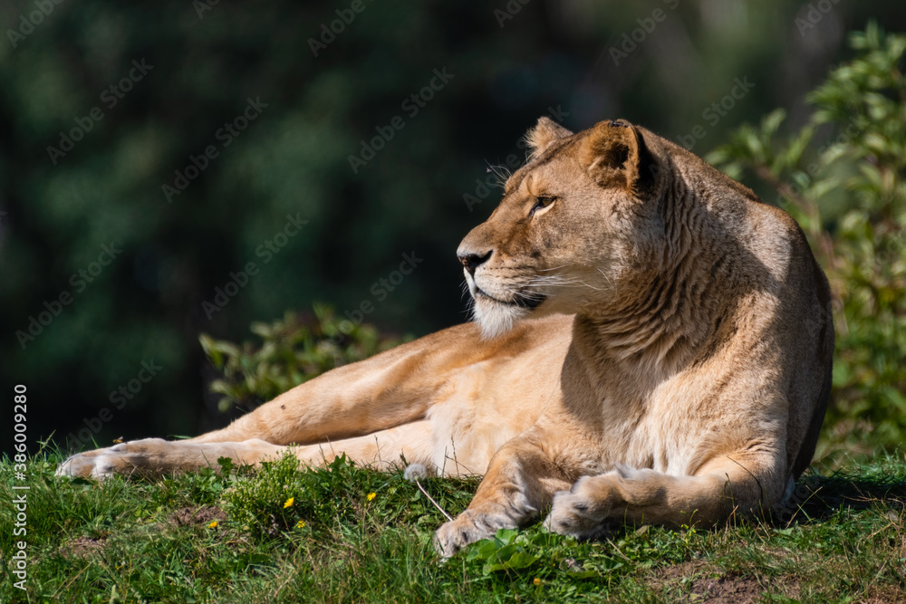 Majestic Female Lion Resting on Grass in the Sun Majestic Female Lion Resting on Grass in the Sun