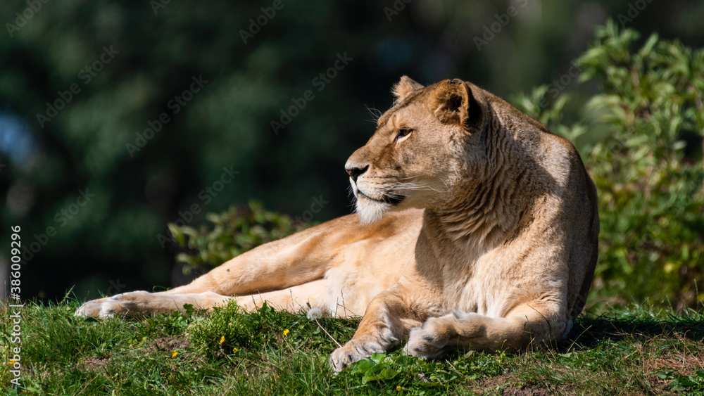 Majestic Female Lion Resting on Grass in the Sun Majestic Female Lion Resting on Grass in the Sun