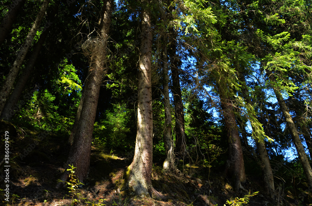 Spruce Tree Forest, Sunbeams through Fog illuminating Moss and Fern Covered Forest Floor, Creating a Mystic Atmosphere Spruce Tree Forest, Sunbeams through Fog illuminating Moss and Fern Covered Forest Floor, Creating a Mystic Atmosphere