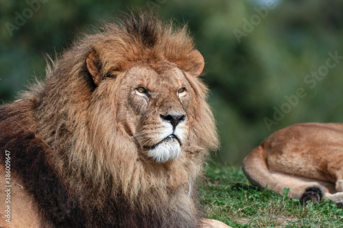 Majestic Male Lion Close Up Portrait