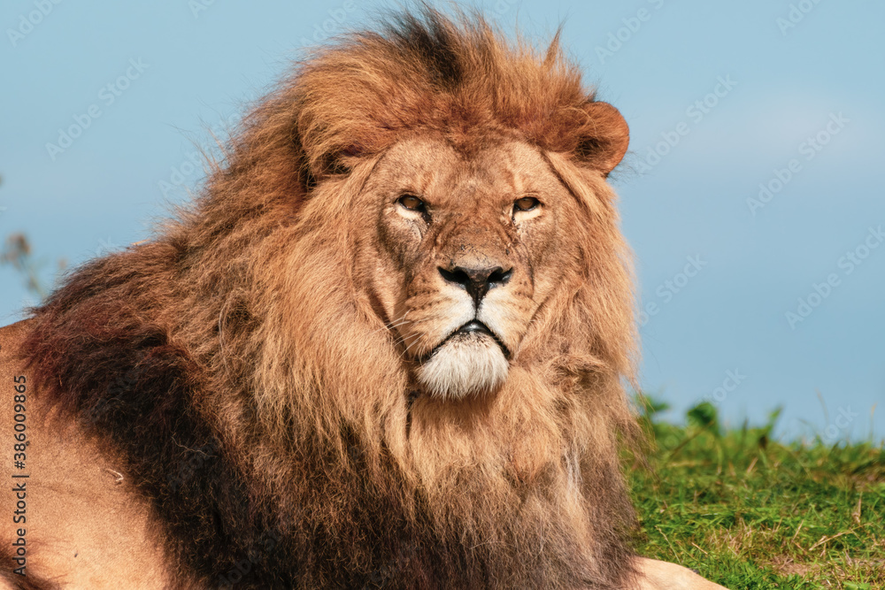 Obraz premium Majestic Male Lion Close Up Portrait