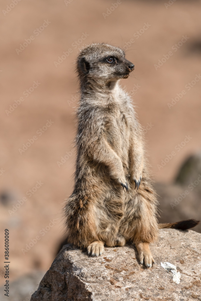 Meerkat keeping an Eye Out for Predators Meerkat keeping an Eye Out for Predators