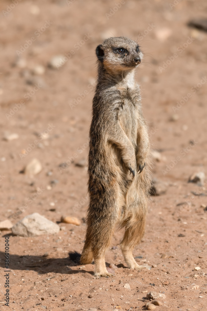 Meerkat keeping an Eye Out for Predators Meerkat keeping an Eye Out for Predators