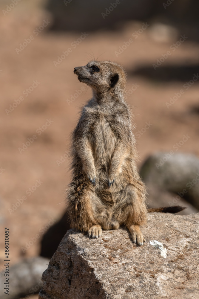 Fototapeta premium Meerkat keeping an Eye Out for Predators