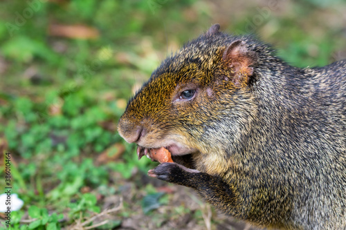 Cute Azara's Agouti Feeding on a Carrot