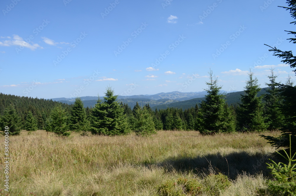 Spruce Tree Forest, Sunbeams through Fog illuminating Moss and Fern Covered Forest Floor, Creating a Mystic Atmosphere