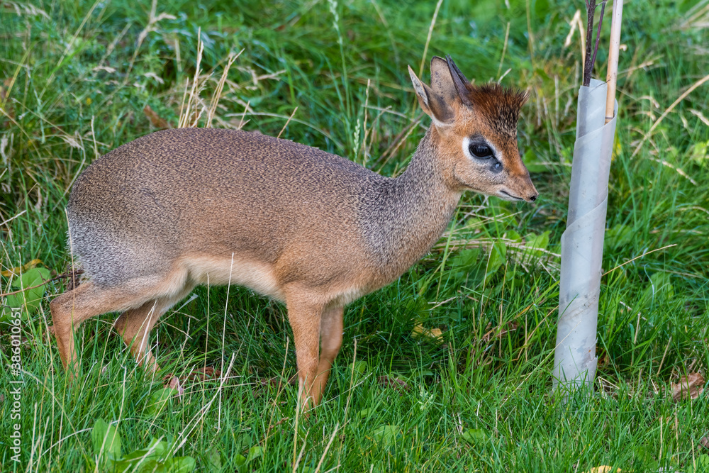 Obraz premium Cute Kirk's Dik Dik Standing on Grass