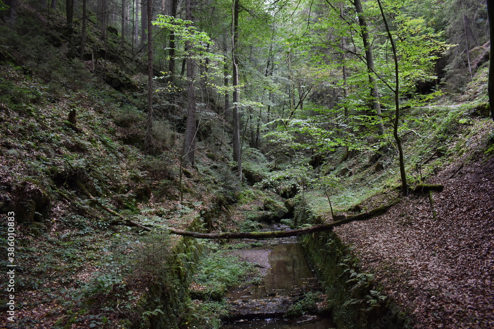 Nature bridge