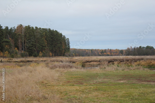 Fototapeta Naklejka Na Ścianę i Meble -  forest in the autumn