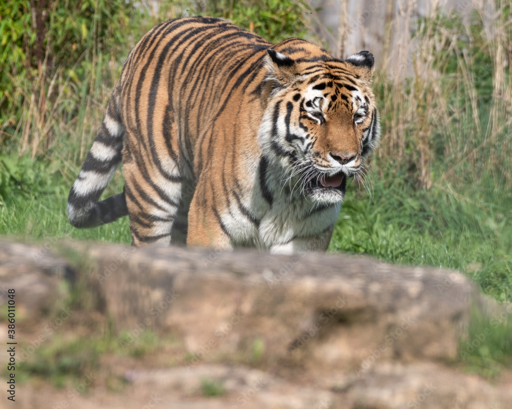 Beautiful Bengal Tiger Walking on Rocky Ground
