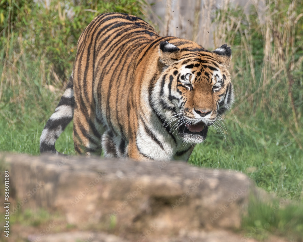 Beautiful Bengal Tiger Walking on Rocky Ground Beautiful Bengal Tiger Walking on Rocky Ground