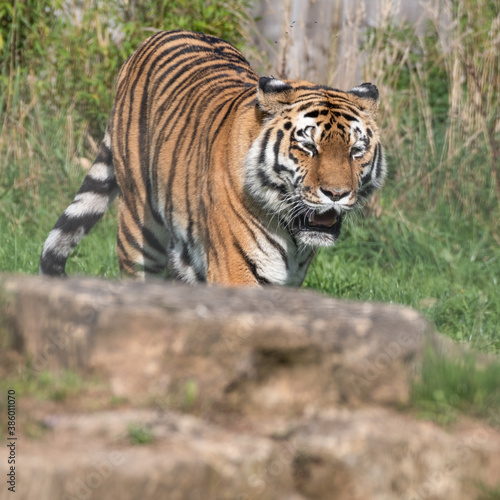 Beautiful Bengal Tiger Walking on Rocky Ground © Ian