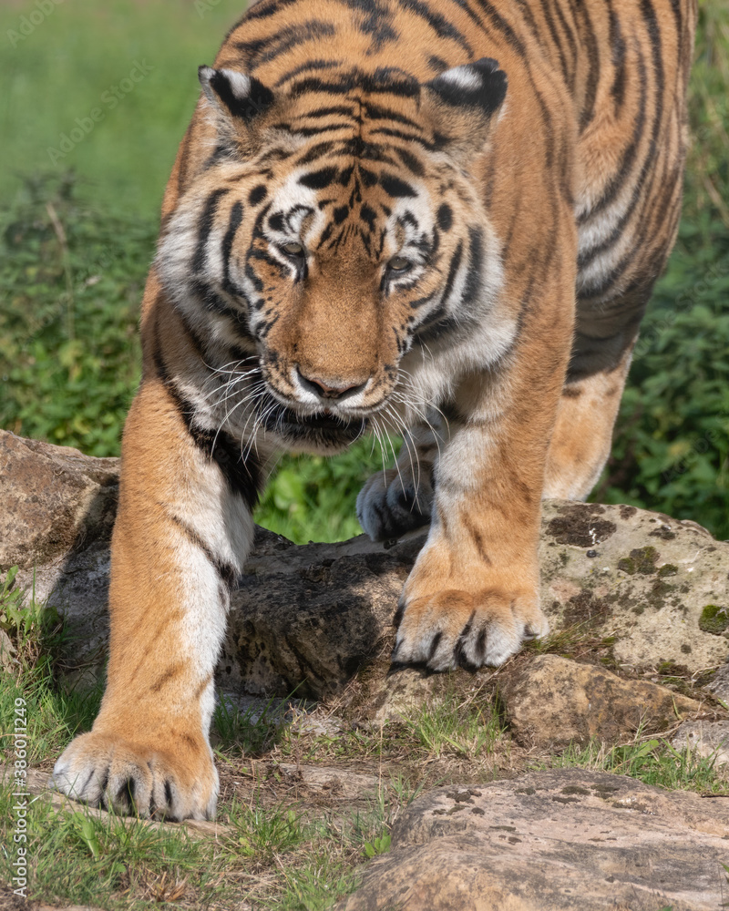 Fototapeta premium Beautiful Bengal Tiger Walking on Rocky Ground