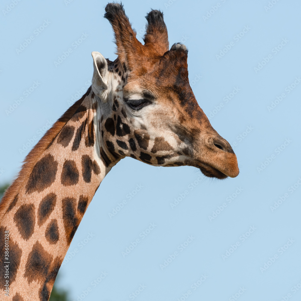 Fototapeta premium Close Up of a Rothchild Giraffe Head and Neck