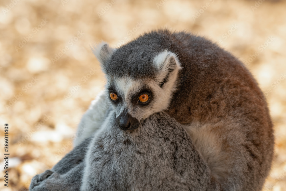Obraz premium Ring-Tailed Lemur Resting Its Head on Its Leg