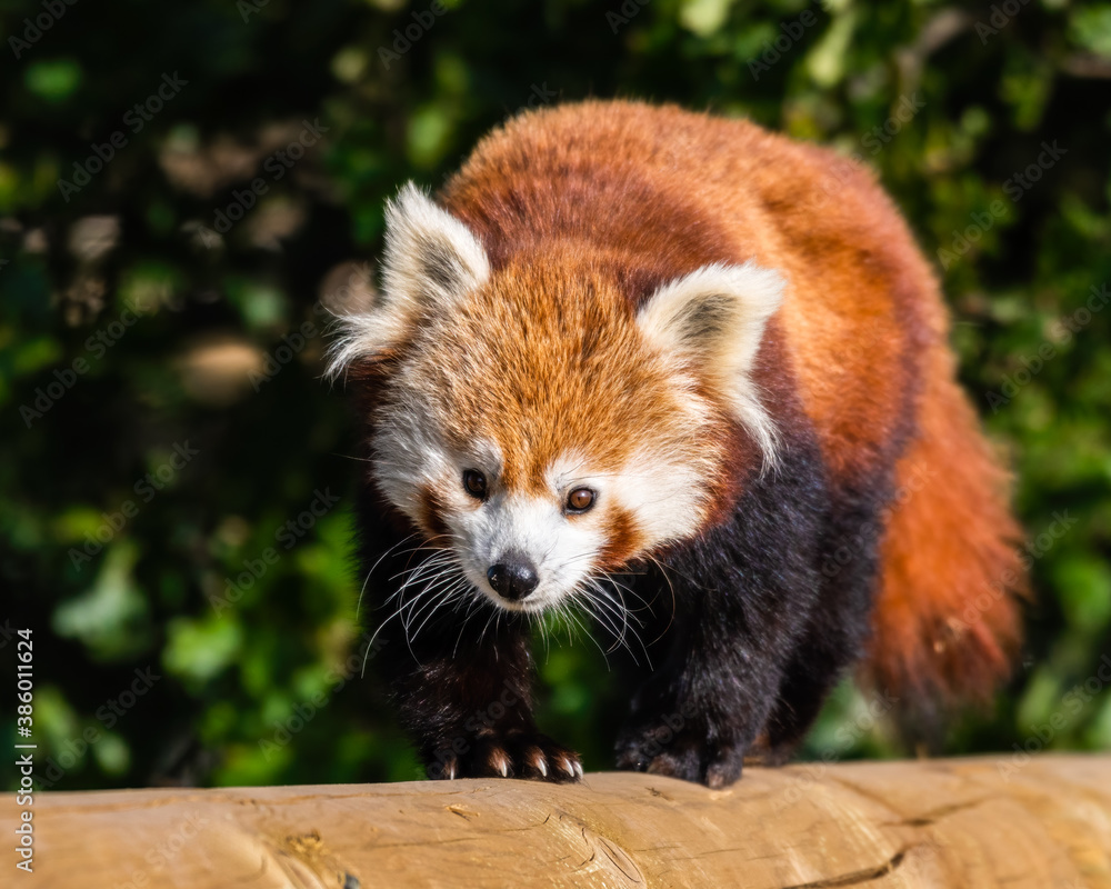 Obraz premium Gorgeous Red Panda Walking Along a Wooden Post