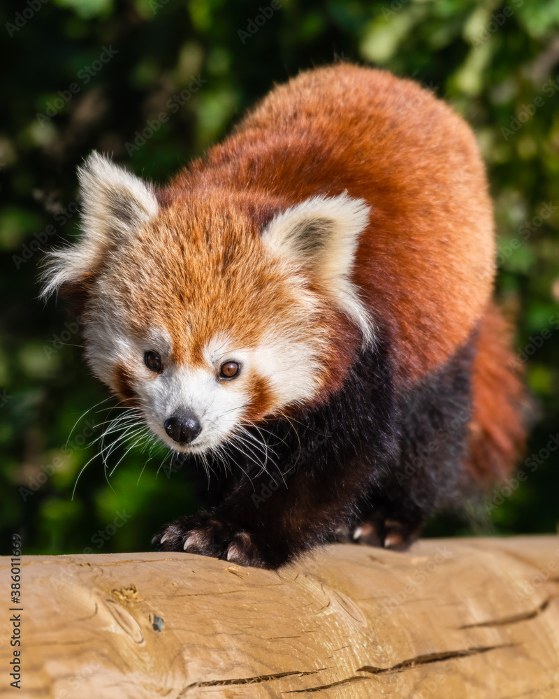 Gorgeous Red Panda Walking Along a Wooden Post Gorgeous Red Panda Walking Along a Wooden Post