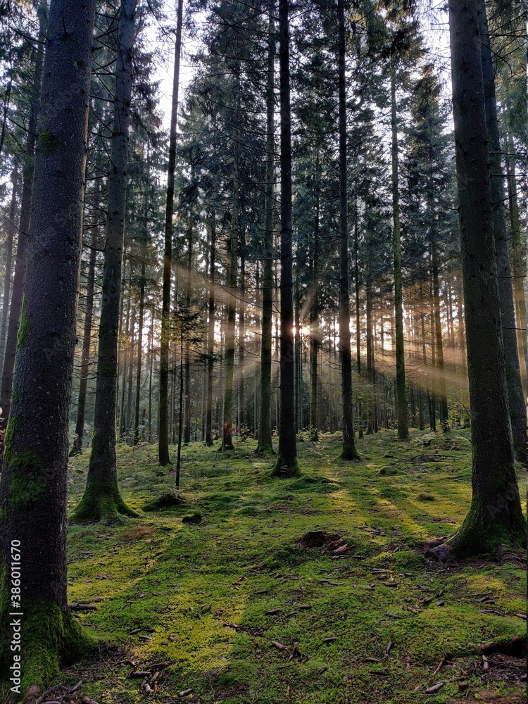 Obraz premium Sunrise in a misty forest