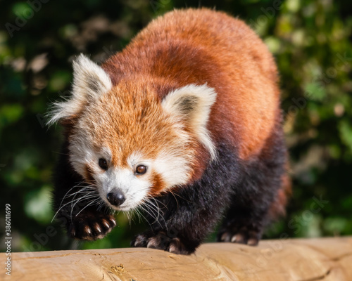 Gorgeous Red Panda Walking Along a Wooden Post