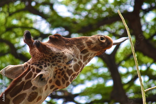 Photography Giraffe
