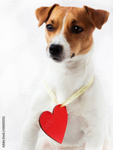 Dog girl Jack Russell looking away with a red heart © Zhurkovich Ekaterina