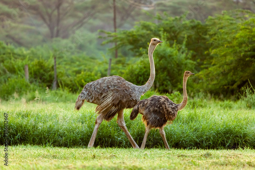 Two ostrich with a baby spotted at Kenya national park. photo