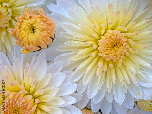 Chrysanthemum Flowers with Dew - 170