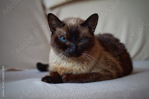 Canvas Print brown siamese cat, beautiful domestic cat