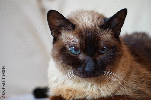 Photography brown siamese cat, beautiful domestic cat