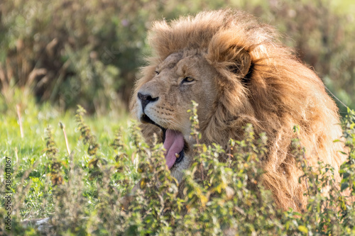 Male Lion Resting in Tall Grass